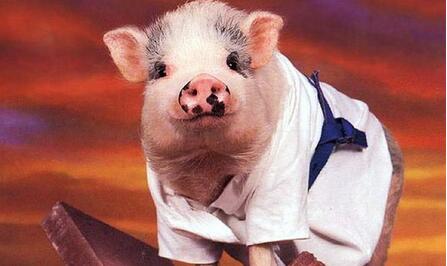 正邦、牧原都来这里抢地盘，年底生猪饲养量将达1500万头