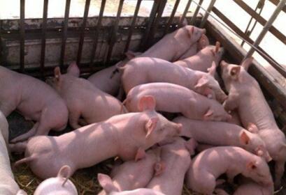 上半年河南进口肉查验场完成查验2883.82万美元