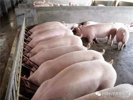 妙招！巧用“碳酸氢钠”帮猪度过炎热夏日