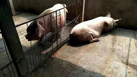 哺乳母猪热应激的急救与防范措施