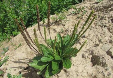 农村宝贝真不少，一棵草就能治疗4种猪病