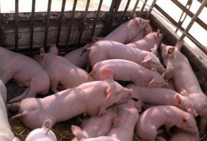 已拆5万个！还有11500个待关闭！家庭猪场的未来在哪？