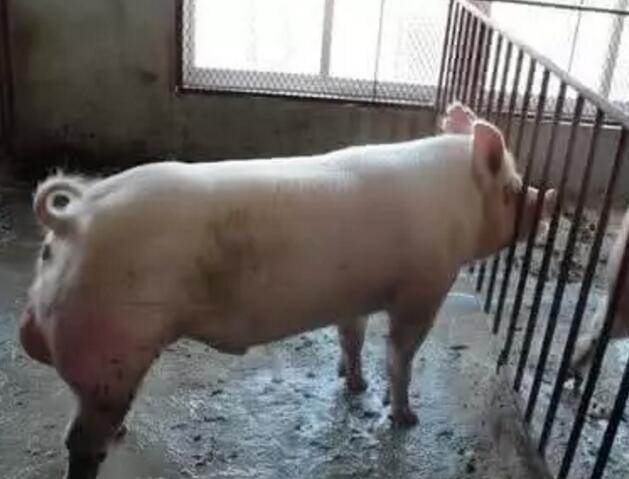 对症下药～～～种猪脓包排放技巧