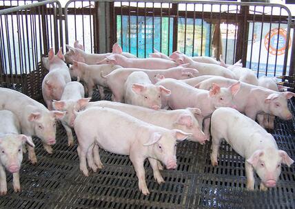 排污数据24小时连接环保局，浙江省出绝招管猪场