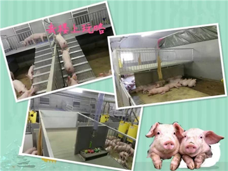 小猪住上“复式套间” 打架咬尾没了 还降低了疾病发生