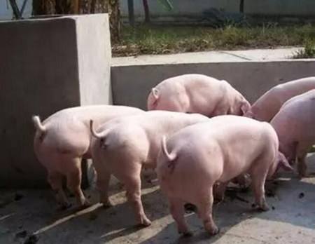头胎母猪淘汰率偏高的原因和预防措施！