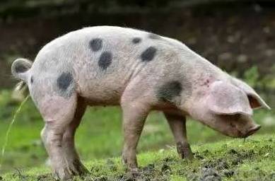 实用！治猪病小偏方，感觉自己一不小心又赚了！