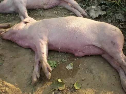 水深火热的夏季，猪场如何闯过流感高热的考验？