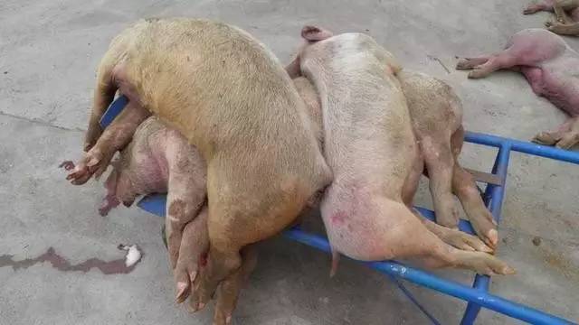 为什么猪病越来越难治？猪病发病率越来越高？