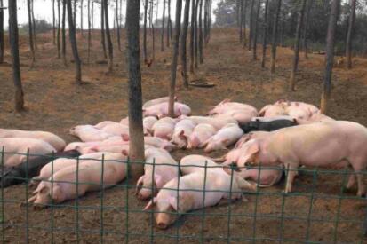 惨！猪场遭下毒死猪22头损失近4万元，嫌疑人被判有期徒刑