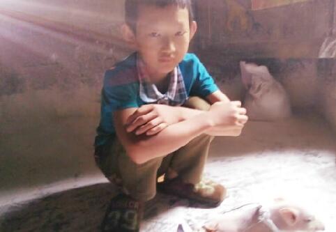小猪仔先天残疾 11岁小男孩开启小猪轮椅“人生