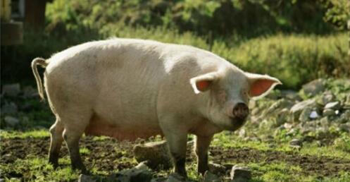 柬埔寨遭越南猪倾销已亏损10亿，中国还想放开进口越南猪？