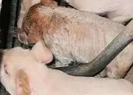 不同“僵猪”使用不同的防治方法