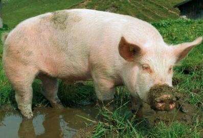 这个老板用文创打通了猪行业6级产业链，年赚4亿！