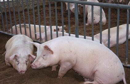 广东江门五洞村一猪舍臭气熏天扰民 村民望尽快整治