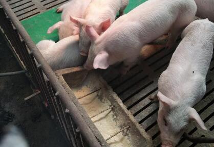 养猪人：养猪几十年总结出两个字，养猪就不会吃大亏