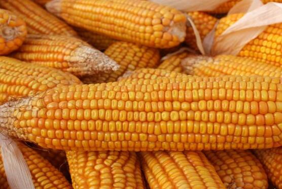 处理饲料霉变的常用方法