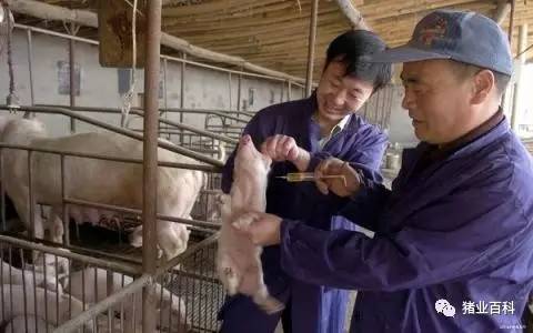 治疗猪病常犯的8个错误，最后一个你肯定也犯过！