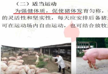 超详细！后备种猪的饲养管理要点，不看你后悔