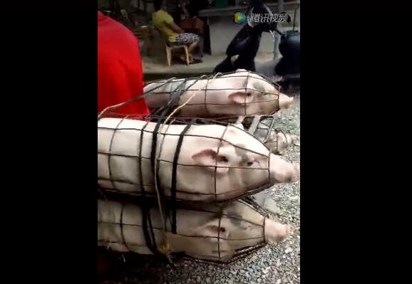 实拍越南人骑摩托装猪，场面确实搞笑！
