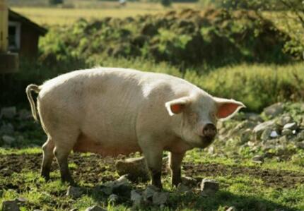 猪价跌了，四川263名养户获赔810万元价格险