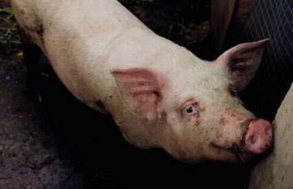 山东省40个畜牧大县重点推广四种粪污资源化利用模式