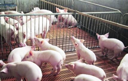 “断档期”效用或对生猪价格的涨势助力不大