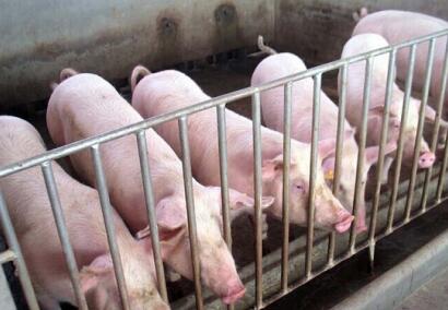 仔猪、肥猪哪个更赚钱？养殖巨头来告诉你答案！