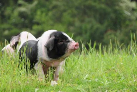 政府发声保供!养猪业剧烈环保动荡要结束了?!