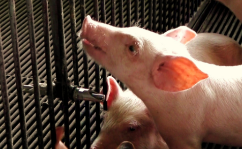 卖猪了！养猪的人却突然伤心的哭了...