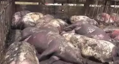 惨！遍地是死猪！都是高温天气惹的祸？