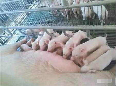 这个养猪场，种种做法很“怪异”，老板却说……