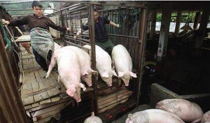 专家：下半年猪价回升空间有限，除非排除这三点！