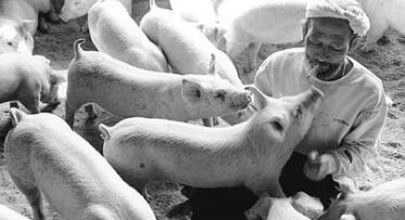 这位日本养猪老人的做法，让所有养猪人汗颜