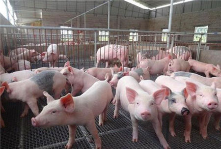 国外夏季怎么养猪的？有些是很先进，有些还不如我们