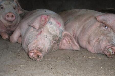 变废为宝！病死畜禽处理实现零污染？来看看如何做到