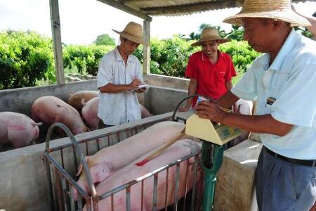 喂猪=喂饲料+喂点药？要想养好猪别只关注这两件事！