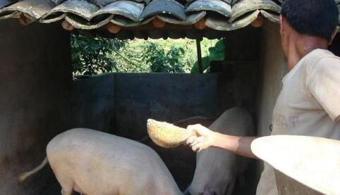 养猪人：这有一个好消息一个坏消息，你要先听哪个？