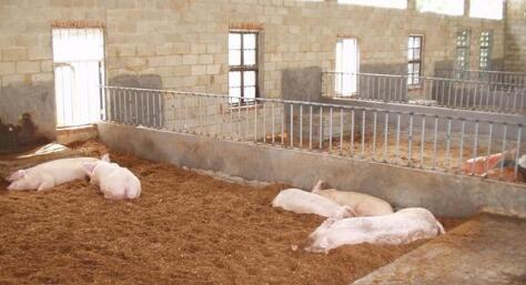 养殖户怒了：这养猪新模式原来就是个骗局！