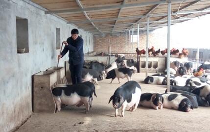 广安：男子购买猪饲料欠款 儿子收货签字 被供货商告上法院