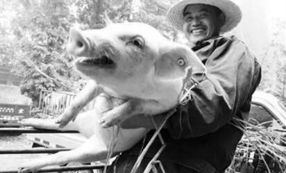 养猪人：行业格局动荡不断，下一个被淘汰的会是我吗？