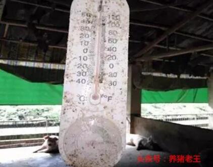 夏季猪场防暑降温6大法，你确定不要看看吗？