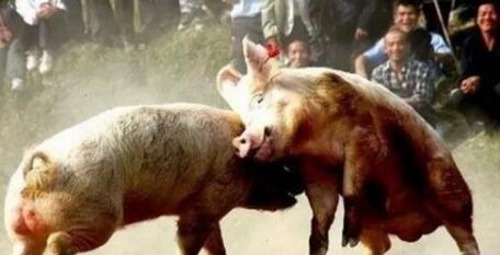 猪价“看天”涨跌！人大代表为养猪人叫冤！