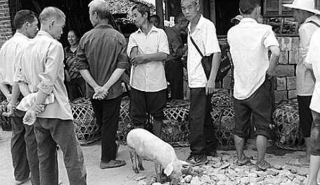 养殖户：8月或很可能是一个生猪出栏空白期