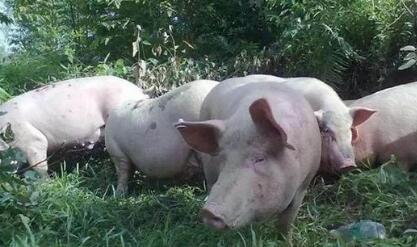 云南河口：南溪尝试“自产自销”扶贫猪新路子