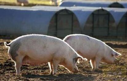 江西吉安要保430万头生猪出栏总量！养猪人两头为难……