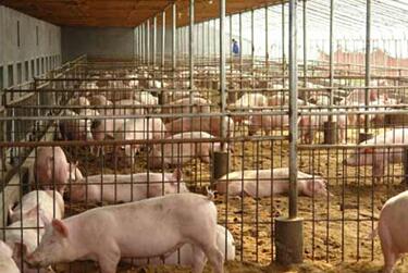 7月断档化为泡影！8月猪价上涨空间大！