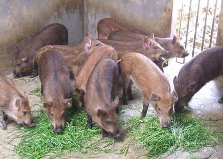 退伍军人返乡养猪成专家：每公斤100元左右还供不应求