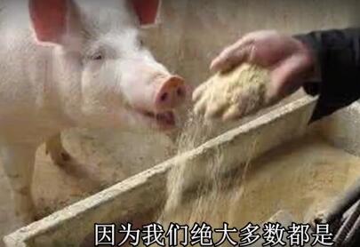 一头猪的一生，看了不下8遍！