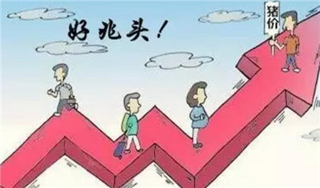 八月生猪价格开门红，警惕高温和集中出栏风险！